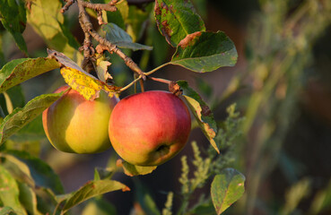 apples on a branch