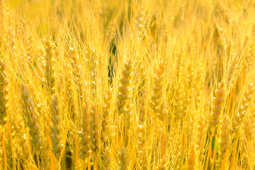 Golden rye field. Nature background. Ripe ears.