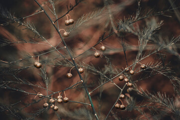 plant with berries on branches