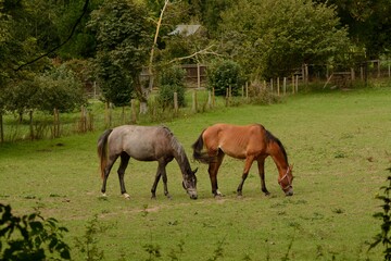 Pair of horses grazing in a field in Autumn