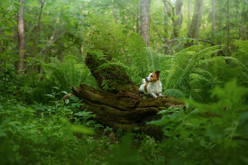 dog in the fern. Jack russell terrier hiding behind the leaves