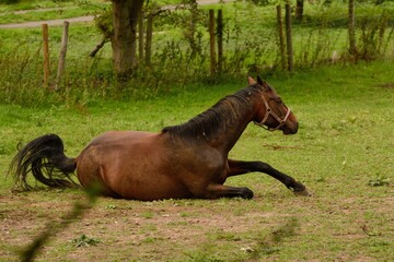 Chestnut horse happily rolling in the dust in an English field