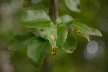 Autumn beautiful tree leaves.
