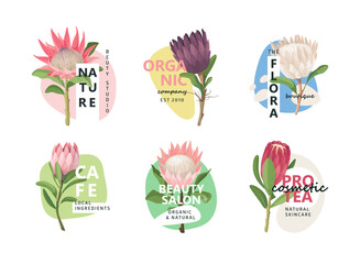 Vector protea flower logo design. Badge natural design. 