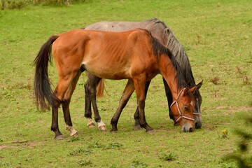 Pair of horses grazing in a field in Autumn