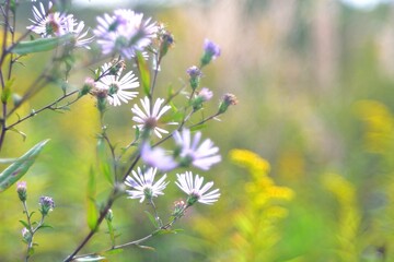 Field daisies, autumn blooming in the fields.