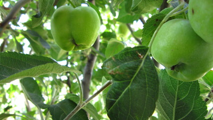 green apples on tree