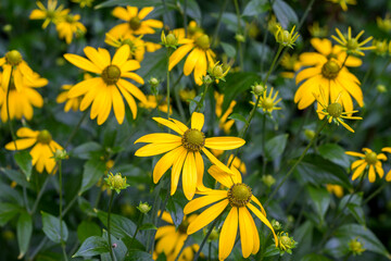 A group of green head coneflower (cutleaf, rudbeckia) blooming on roadside in Bieszczady Mountains, Poland