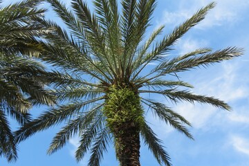 Fototapeta na wymiar Palm tree top against blue sky in Florida nature