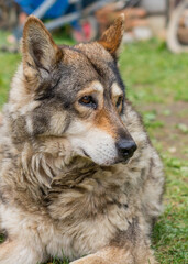 Portrait of an adult wolfdog (canis lupus). A hybrid of wolf and dog headshot