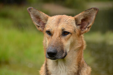 the red dog was caught in the rain