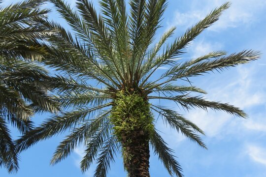 Palm tree top against blue sky in Florida nature