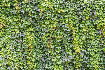 Wild ivy (hedera) leaves climbing on a wall. Full frame of evergreen ivy foliage as a background