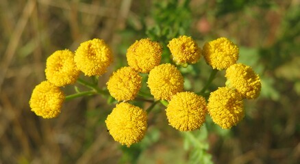 Beautiful yellow tansy flowers in the meadow, closeup