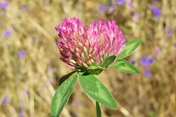 Beautiful clover flower in the meadow, closeup