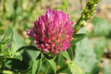 Beautiful clover flower in the meadow, closeup
