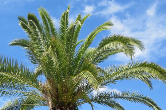 Beautiful palm tree branches on blue sky background in Florida nature