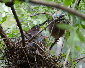 Green Heron Stock photo.  Green Heron birds with baby close-up profile.  Image. Portrait. Picture. Baby birds. Bird Nest. 