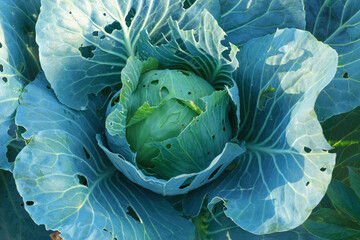 Obraz premium cabbage in the garden