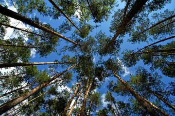 Summer forest, blue sky