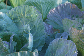 cabbage in the field