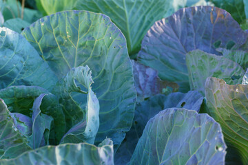 Fototapeta premium cabbage growing in the garden