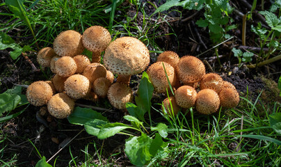 A large number of edible wild mushrooms in the grass in the forest. Nature and food.