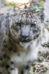 portrait of snow leopard or ounce (Panthera uncia)
