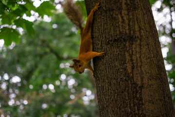 fluffy beautiful red orange squirrel with a fluffy tail on a tree trunk in a green forest park