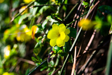 Florecer en la mañana. 