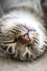 Happy smiling grey cat pet laying upsite down