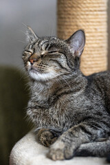 Happy smiling grey cat pet laying 