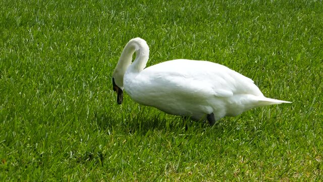 Swan in lake Morton in city center of lakeland Florida	
