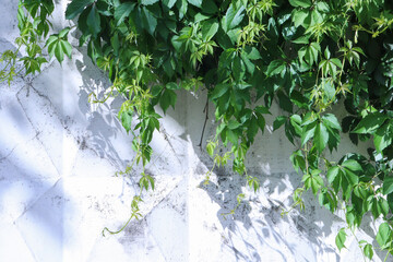 Green leaves on white wall background. Green leaves on white wall. Green ivy 