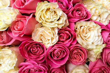 Lovely festive background of white and pink roses. Close-up