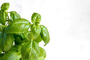 Green basil herb on white painted background