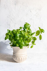 Green basil herb on white painted background