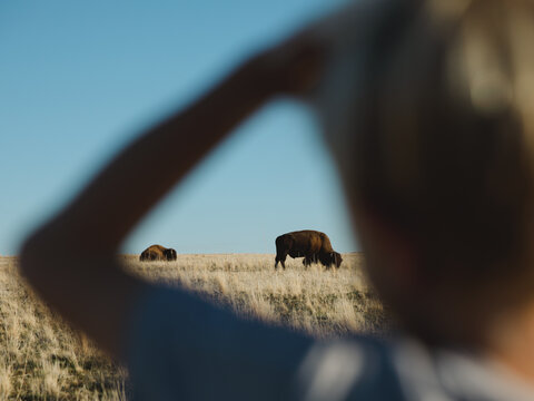 Boy watching bison grazing on grassy landscape