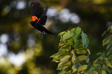 red-winged blackbird flying from a tree