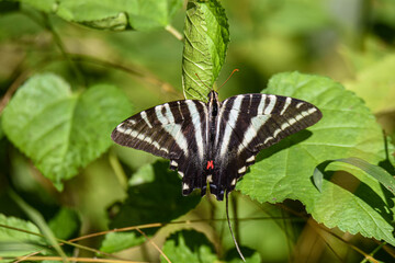 zebra swallowtail on the field