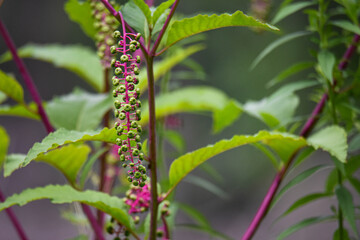 pokeweed in the woods