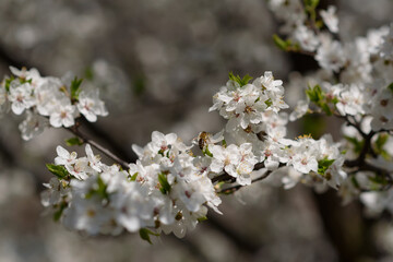 Bee collecting nectar on a branch of a blossoming cherry tree in the garden.