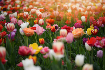 Fototapeta premium Tulip field. Diferent varieties and colors of tulips bloom in a planted field of tulips at sunset. Close-up shot, selective focus, blurred background