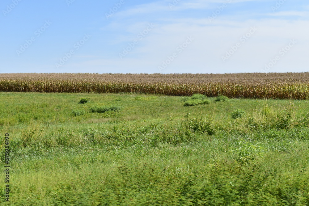 Sticker corn field in the distance