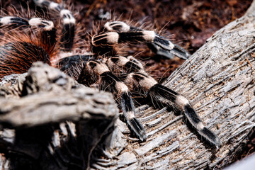 tarantula acanthoscurria geniculata in natural environment