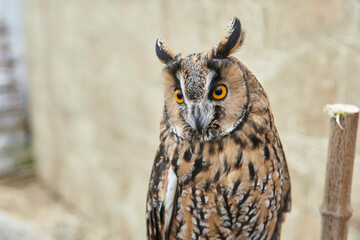 portrait of a cute little owl