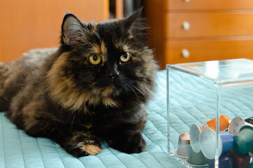 a cat with a rare tortoiseshell color guards coffee capsules