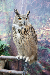 portrait of an owl at a bird show