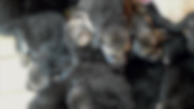 Blurred background. many German Shepherd puppy dog sleeping whine