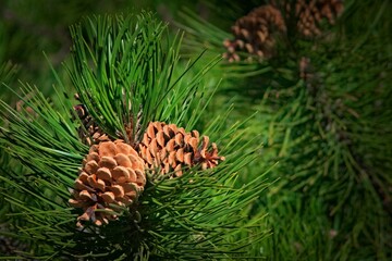 Obraz premium Natural pine cone and green needles on the tree. Close up.
